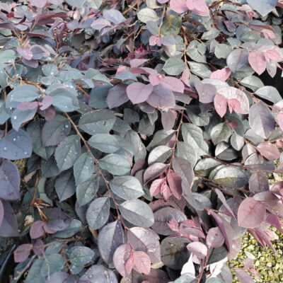 Loropetalum chinense 'Carolina Midnight'