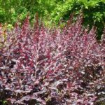 Loropetalum chinense ‘Carolina Midnight’ | Kiefer Nursery: Trees