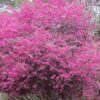 Loropetalum chinense 'Carolina Midnight' - Image 2