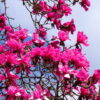 Magnolia sprengeri 'Eric Savill'