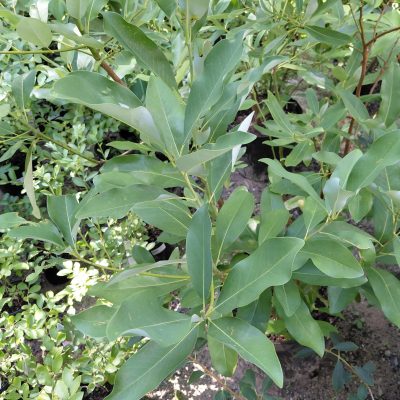 Magnolia virginiana