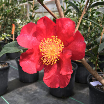 Camellia sasanqua 'Green 08-052' October Magic® Crimson 'N Clover™