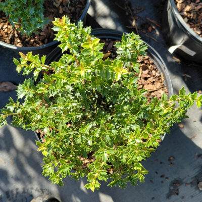 Osmanthus heterophyllus 'Kaori Hime'