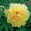 Paeonia Itoh Hybrid 'Bartzella'