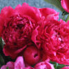 Paeonia 'Big Ben'