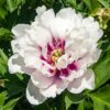 Paeonia Itoh Hybrid 'Cora Louise'