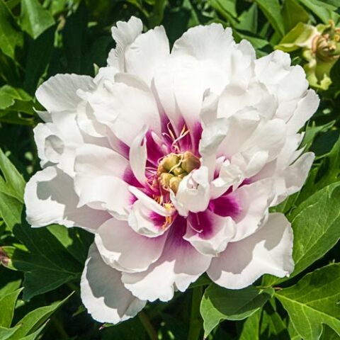 Paeonia Itoh Hybrid ‘cora Louise’ 