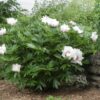 Paeonia Itoh Hybrid 'Cora Louise' - Image 2