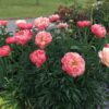 Paeonia 'Coral Sunset' - Image 2