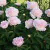 Paeonia 'Eden's Perfume' - Image 2