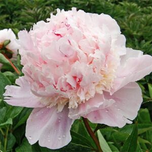 Paeonia ‘Eden’s Perfume’ | Kiefer Nursery: Trees, Shrubs, Perennials