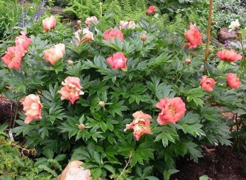 Paeonia Itoh Hybrid 'Julia Rose' - Kiefer Nursery: Trees, Shrubs