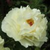 Paeonia 'Lemon Chiffon'