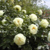 Paeonia 'Lemon Chiffon' - Image 2
