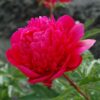 Paeonia 'Many Happy Returns'
