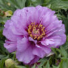 Paeonia Itoh Hybrid 'Morning Lilac'