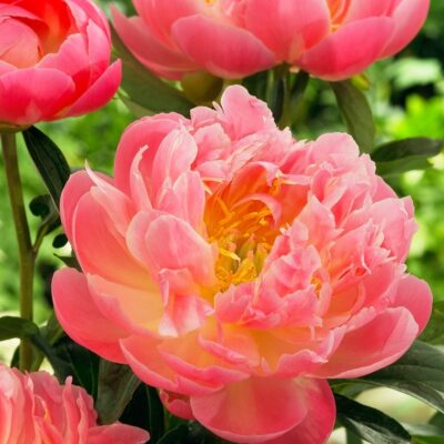 Paeonia 'Pink Hawaiian Coral'