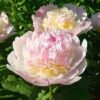Paeonia 'Raspberry Sundae'