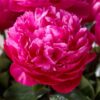 Paeonia 'Red Sarah Berhardt'