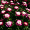 Paeonia 'White Cap' - Image 2