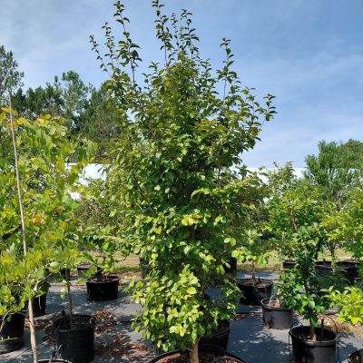 Parrotia persica Persian Spire™