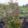 Parrotia persica Persian Spire™