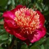 Paeonia 'Sword Dance'