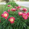 Paeonia 'Sword Dance' - Image 2