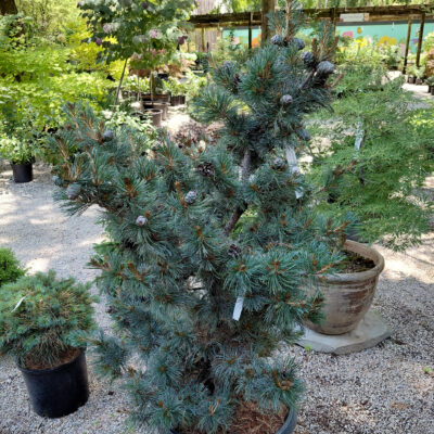 Pinus parviflora 'Ara Kawa'