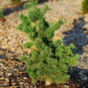 Pinus parviflora 'Ara Kawa' - Image 2