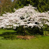 Prunus serrulata 'Mt. Fuji' - Image 2