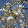 Prunus x 'Snow Goose'