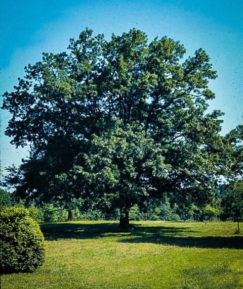 Quercus acutissima (Sawtooth Oak) | Kiefer Nursery: Trees, Shrubs ...