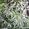 Chionanthus virginicus 'Dirr' - Image 2
