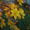 Crocosmia x crocosmiiflora 'Columbus'