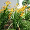 Crocosmia x crocosmiiflora 'Columbus' - Image 2