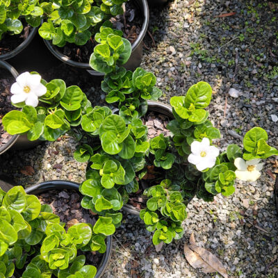 Gardenia jasminoides 'Diamond Spire'