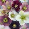 Helleborus 'Pine Knot Strain'