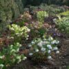 Helleborus 'Pine Knot Strain' - Image 2