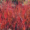 Andropogon gerardii 'Red October'