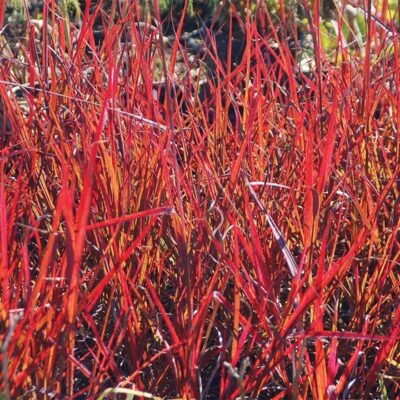 Andropogon gerardii 'Red October'
