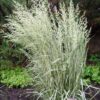 Calamagrostis x acutiflora 'Avalanche' - Image 2