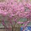 Cercis chinensis 'Bubblegum' - Image 2