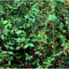Euonymus americanus - Image 2