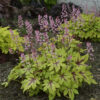 Heucherella Fun and Games® 'Eye Spy'