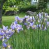 Iris sibirica 'Banish Misfortune' - Image 2