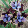 Iris sibirica 'Black Joker'