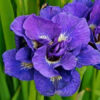 Iris sibirica 'Kabluey'