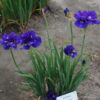 Iris sibirica 'Kabluey' - Image 2