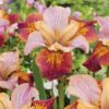 Iris sibirica 'Paprikash'